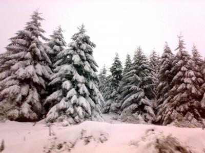 martes y fresh snow de endless winter